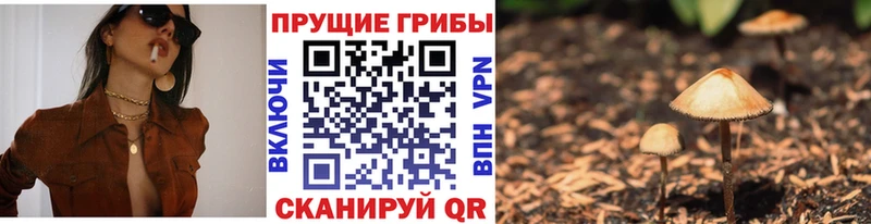 Галлюциногенные грибы Psilocybe  как найти наркотики  Зерноград 